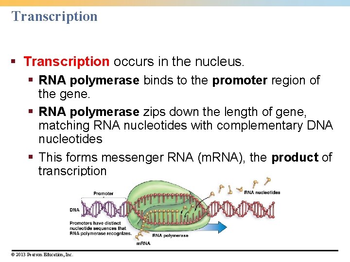 Transcription § Transcription occurs in the nucleus. § RNA polymerase binds to the promoter