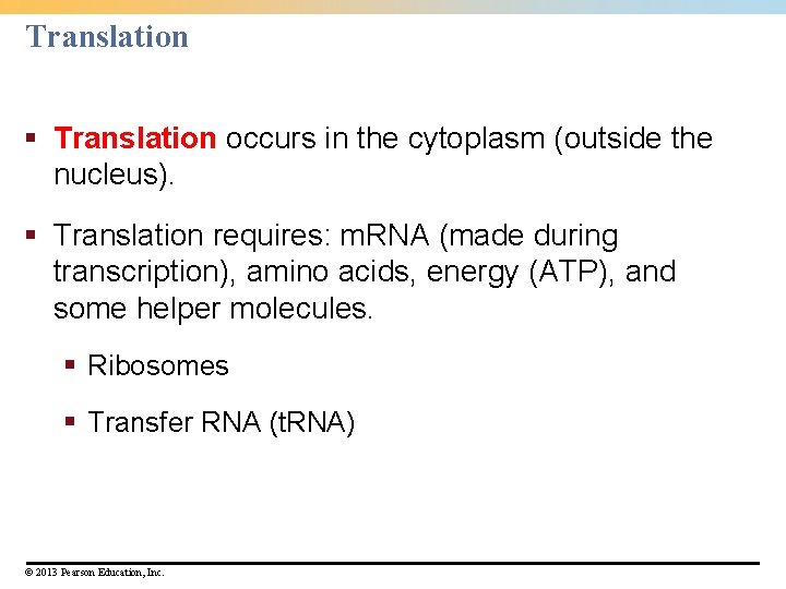 Translation § Translation occurs in the cytoplasm (outside the nucleus). § Translation requires: m.