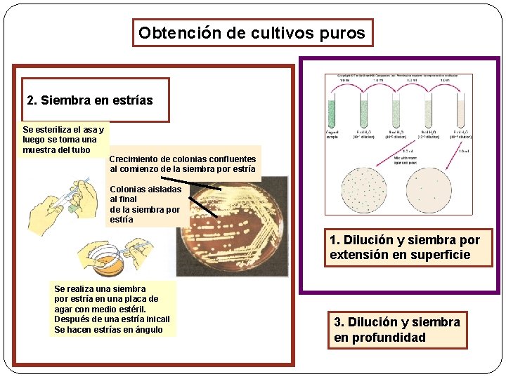 Obtención de cultivos puros 2. Siembra en estrías Se esteriliza el asa y luego