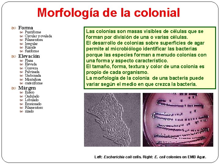 Morfología de la colonial Forma Puntiforme Circular y ovalada Filamentosa Irregular Rizoide fusiforme Plana