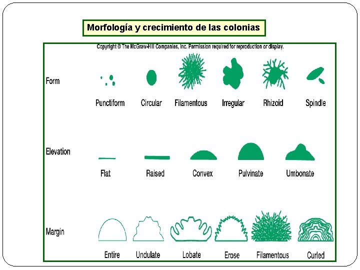 Morfología y crecimiento de las colonias 