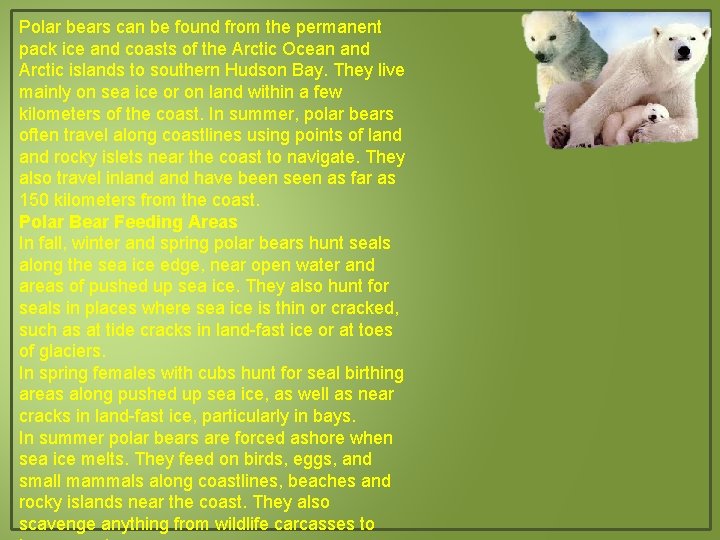 Polar bears can be found from the permanent pack ice and coasts of the