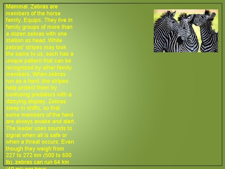 Mammal. Zebras are members of the horse family, Equips. They live in family groups