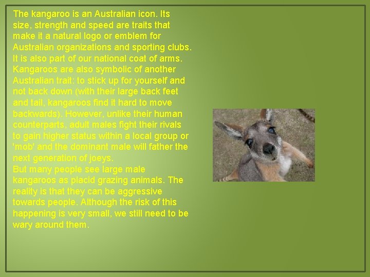 The kangaroo is an Australian icon. Its size, strength and speed are traits that