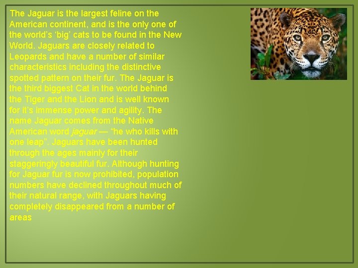 The Jaguar is the largest feline on the American continent, and is the only