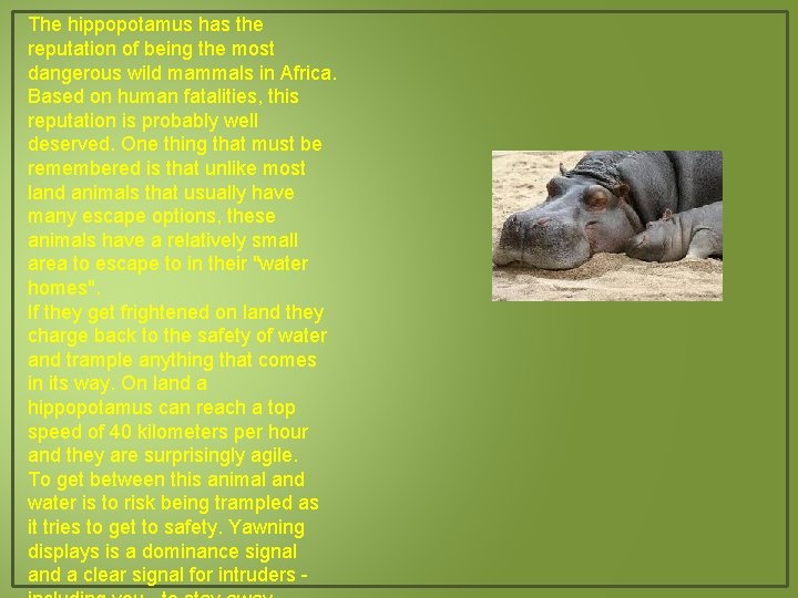 The hippopotamus has the reputation of being the most dangerous wild mammals in Africa.