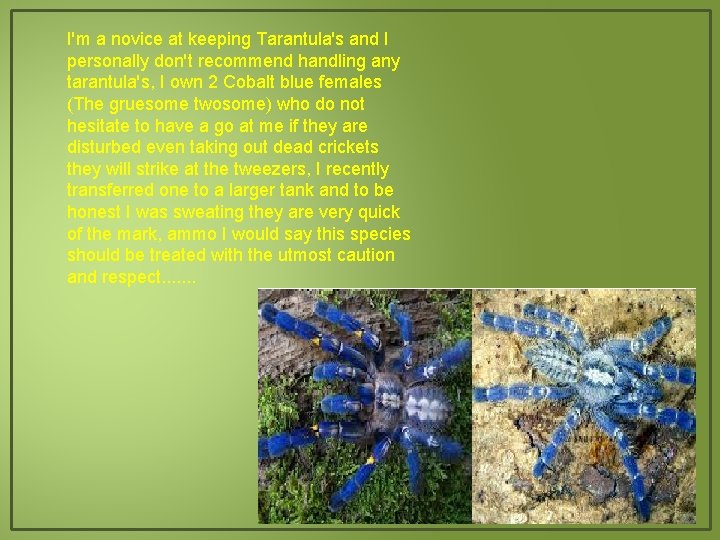 I'm a novice at keeping Tarantula's and I personally don't recommend handling any tarantula's,