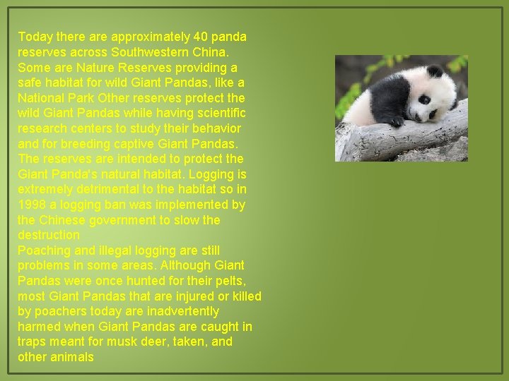 Today there approximately 40 panda reserves across Southwestern China. Some are Nature Reserves providing
