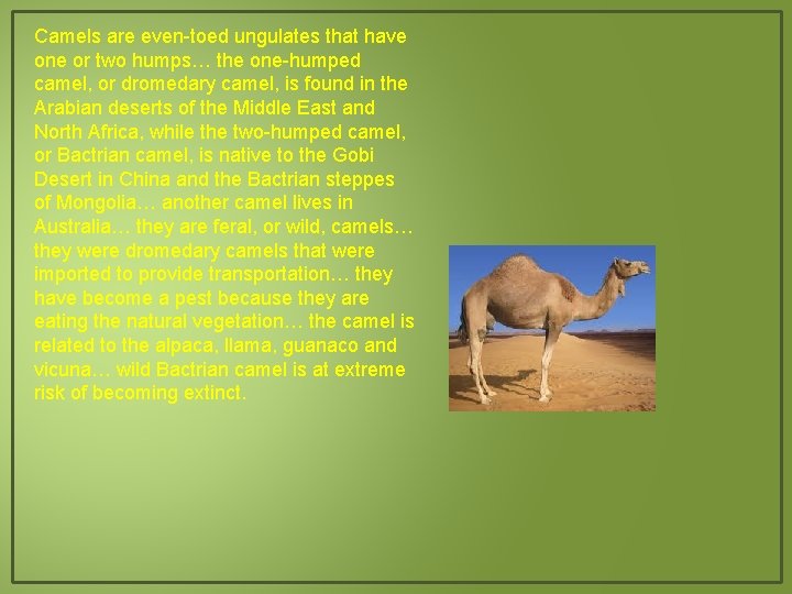 Camels are even-toed ungulates that have one or two humps… the one-humped camel, or