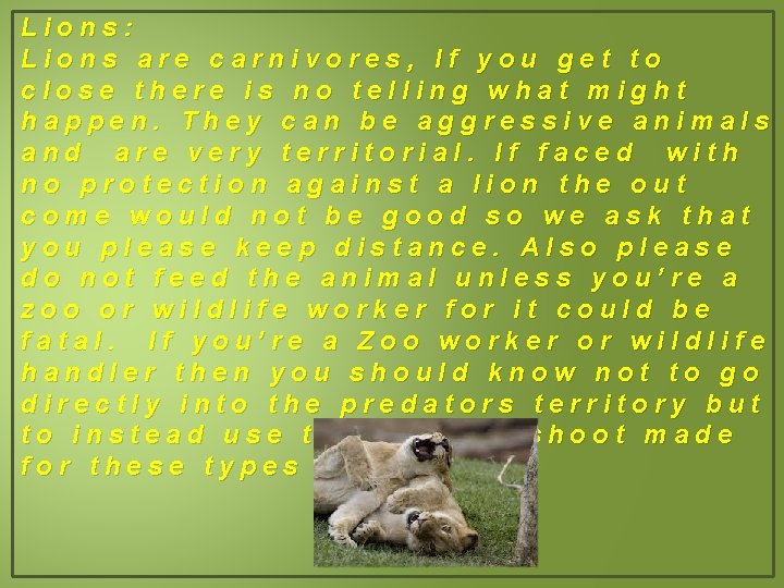 Lions: Lions are carnivores, If you get to close there is no telling what
