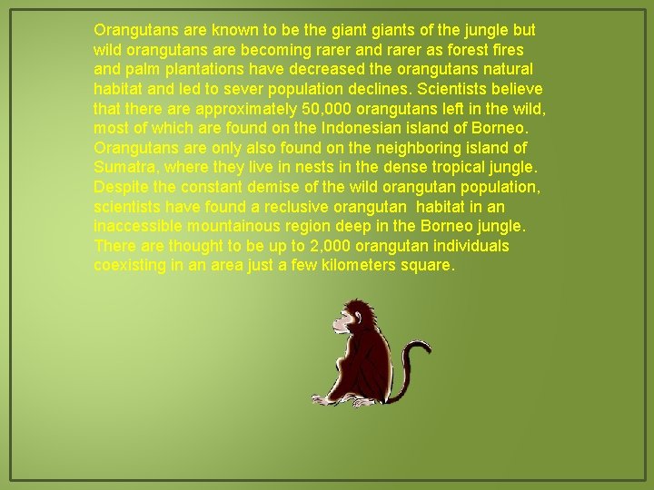 Orangutans are known to be the giants of the jungle but wild orangutans are