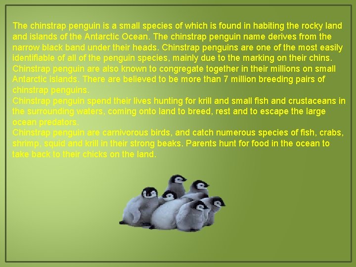 The chinstrap penguin is a small species of which is found in habiting the