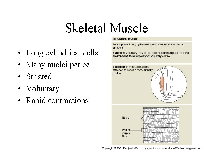 Skeletal Muscle • • • Long cylindrical cells Many nuclei per cell Striated Voluntary