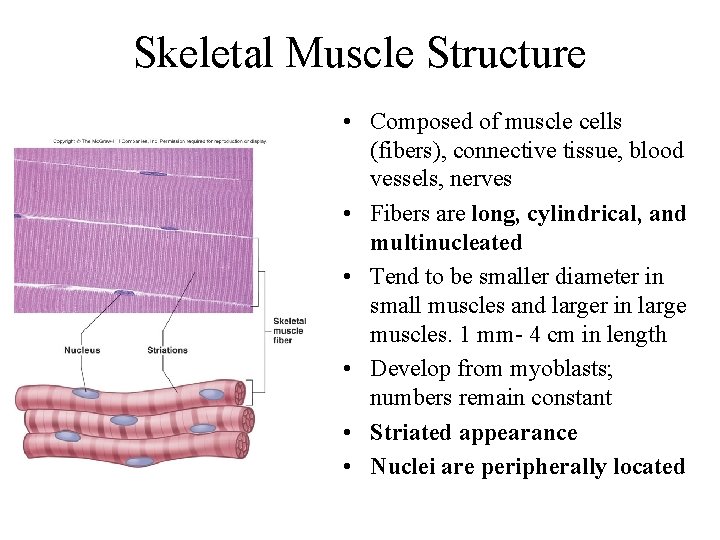 Skeletal Muscle Structure • Composed of muscle cells (fibers), connective tissue, blood vessels, nerves