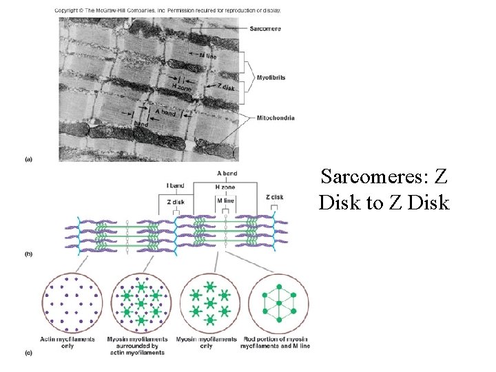 Sarcomeres: Z Disk to Z Disk 