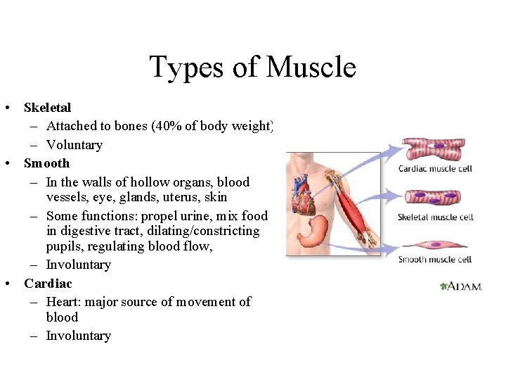 Types of Muscle • Skeletal – Attached to bones (40% of body weight) –