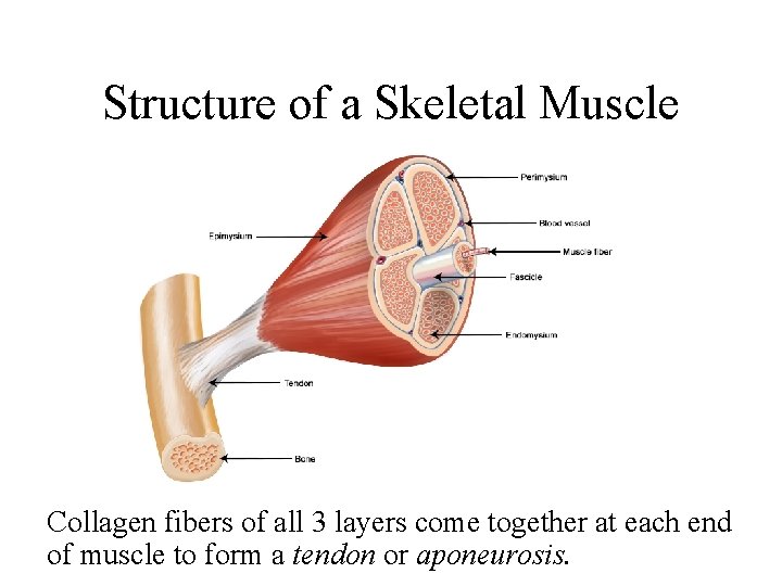 Structure of a Skeletal Muscle Collagen fibers of all 3 layers come together at