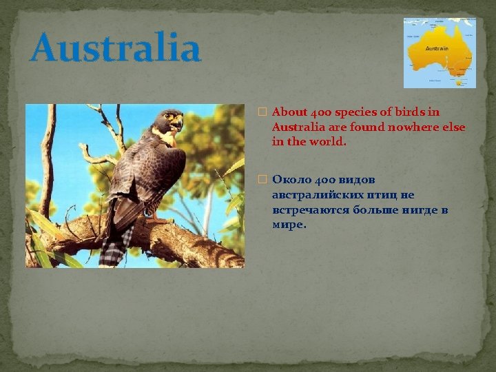 Australia � About 400 species of birds in Australia are found nowhere else in