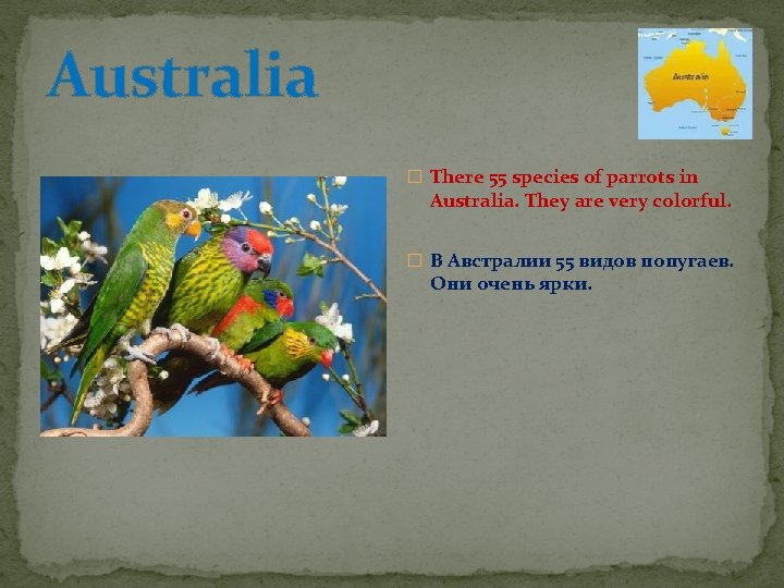 Australia � There 55 species of parrots in Australia. They are very colorful. �