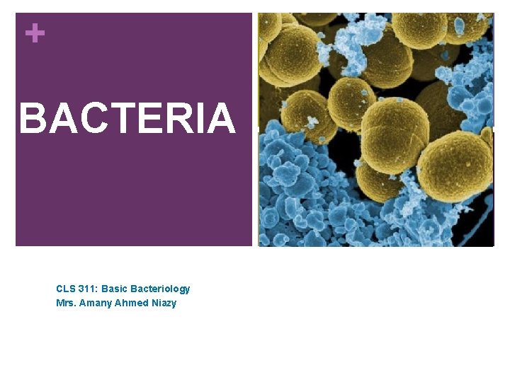 + BACTERIA CLS 311: Basic Bacteriology Mrs. Amany Ahmed Niazy 