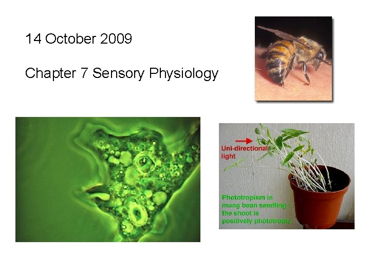 14 October 2009 Chapter 7 Sensory Physiology 