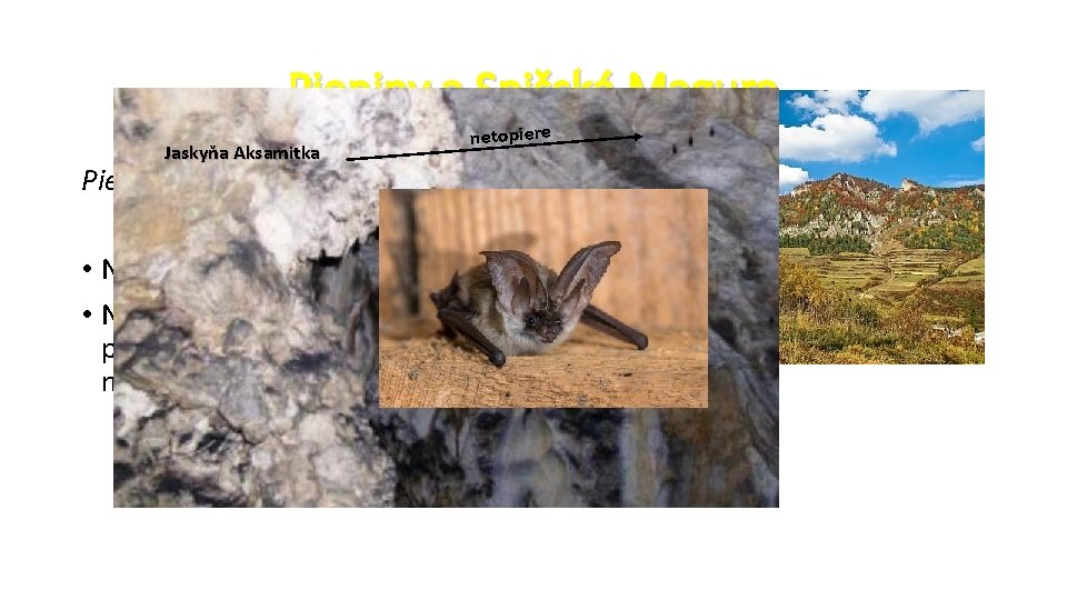 Pieniny a Spišská Magura Jaskyňa Aksamitka netopiere Pieniny – Haligovské skaly: • Nájdeme tu