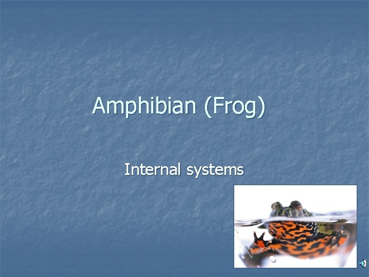 Amphibian (Frog) Internal systems 