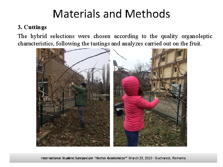 Materials and Methods 3. Cuttings The hybrid selections were chosen according to the quality