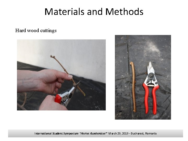 Materials and Methods Hard wood cuttings International Student Symposium "Hortus Academicus“ March 29, 2019