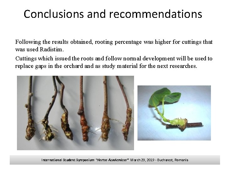 Conclusions and recommendations Following the results obtained, rooting percentage was higher for cuttings that