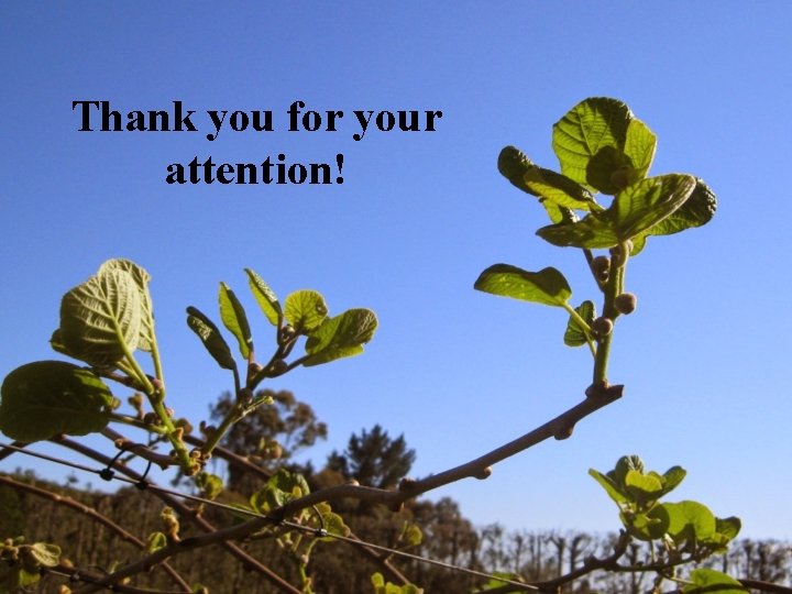 Thank you for your attention! 