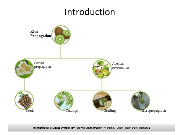 Introduction Kiwi Propagation Sexual propagation Seeds Asexual propagation Cuttings Grafting Micropropagation International Student Symposium