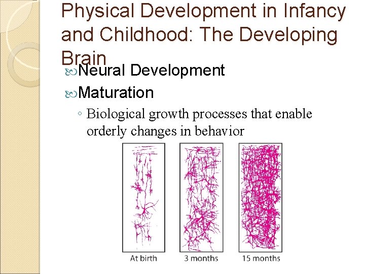 Physical Development in Infancy and Childhood: The Developing Brain Neural Development Maturation ◦ Biological