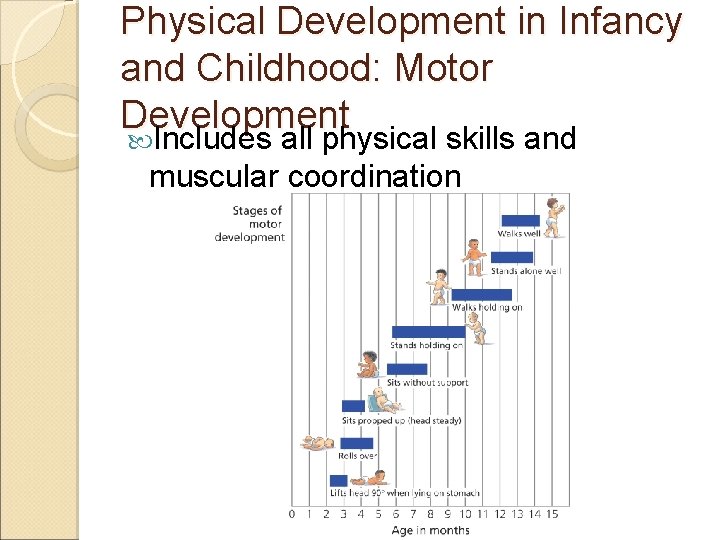 Physical Development in Infancy and Childhood: Motor Development Includes all physical skills and muscular