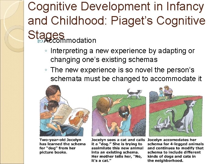 Cognitive Development in Infancy and Childhood: Piaget’s Cognitive Stages Accommodation ◦ Interpreting a new