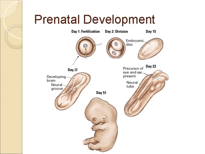 Prenatal Development 