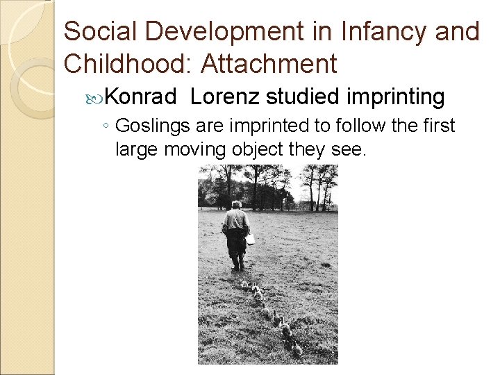 Social Development in Infancy and Childhood: Attachment Konrad Lorenz studied imprinting ◦ Goslings are