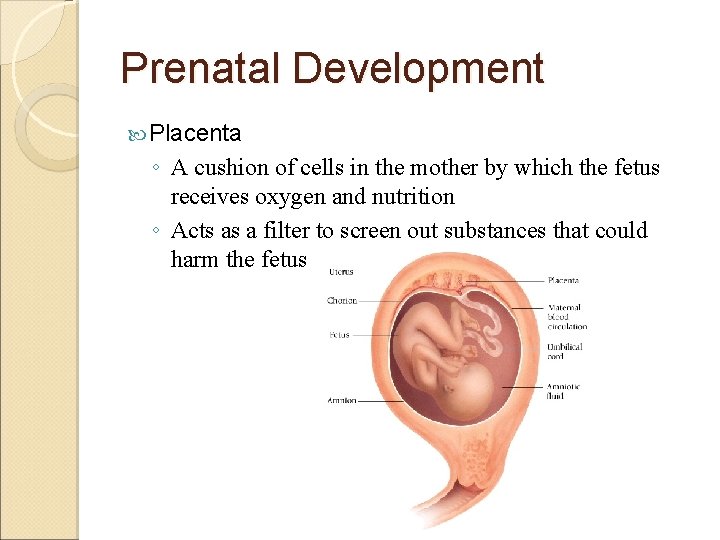 Prenatal Development Placenta ◦ A cushion of cells in the mother by which the