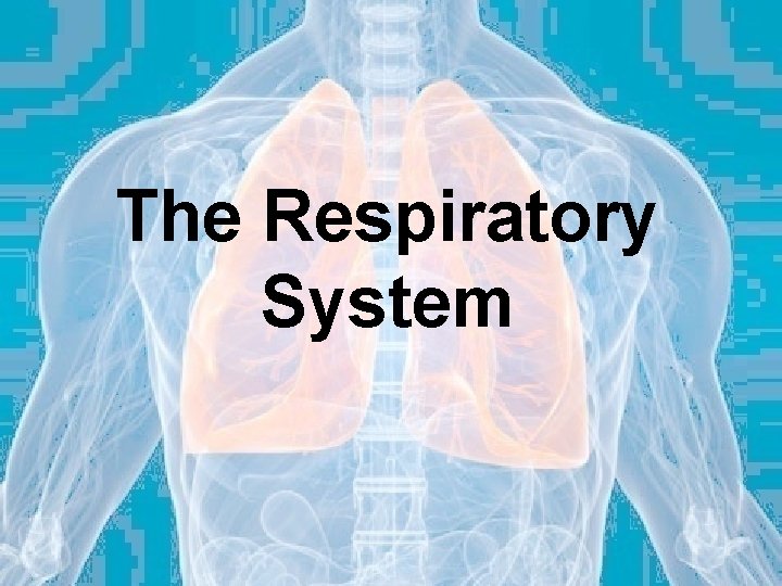 The Respiratory System 