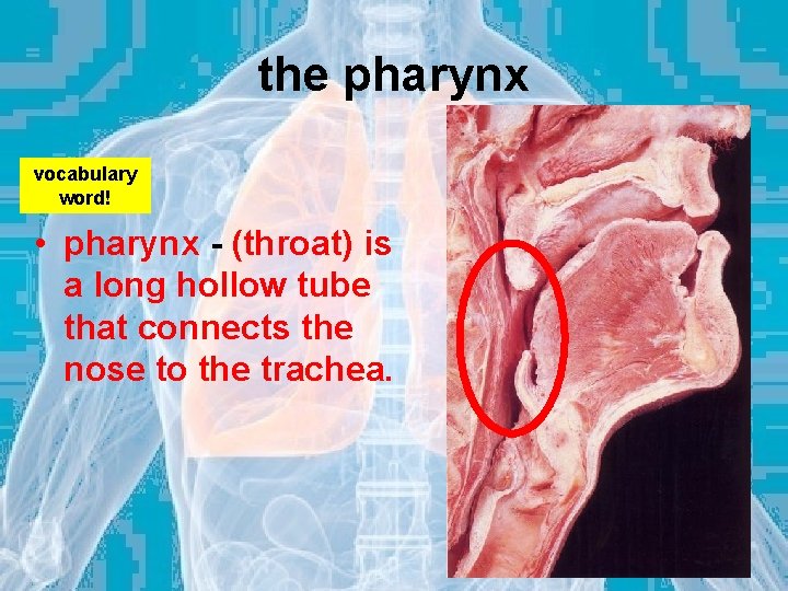 the pharynx vocabulary word! • pharynx - (throat) is a long hollow tube that