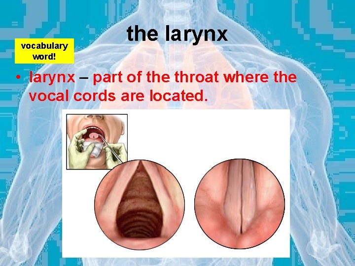 vocabulary word! the larynx • larynx – part of the throat where the vocal