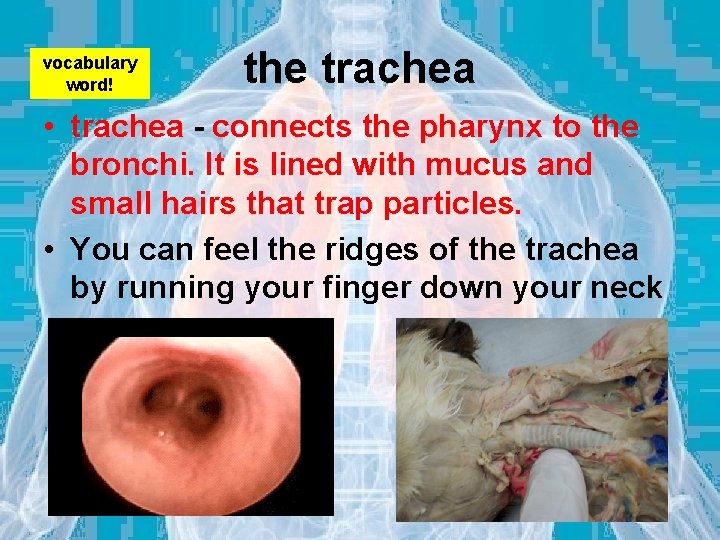 vocabulary word! the trachea • trachea - connects the pharynx to the bronchi. It