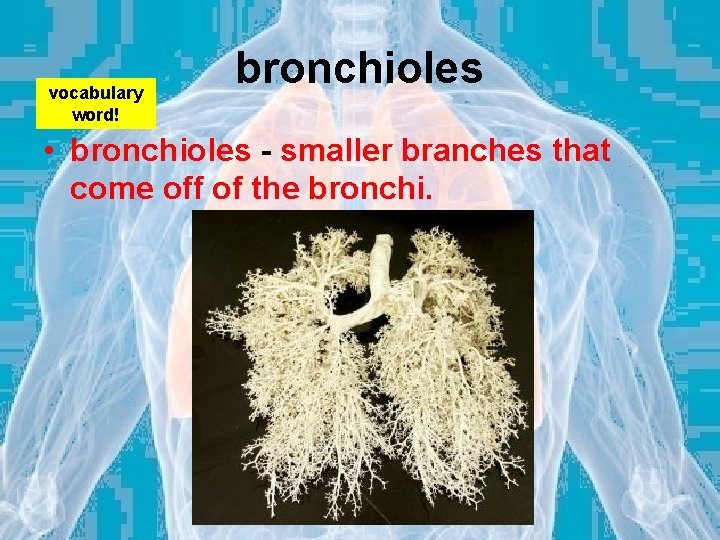 vocabulary word! bronchioles • bronchioles - smaller branches that come off of the bronchi.