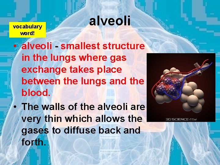 vocabulary word! alveoli • alveoli - smallest structure in the lungs where gas exchange