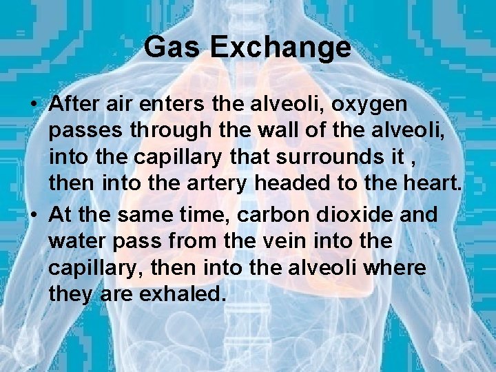 Gas Exchange • After air enters the alveoli, oxygen passes through the wall of