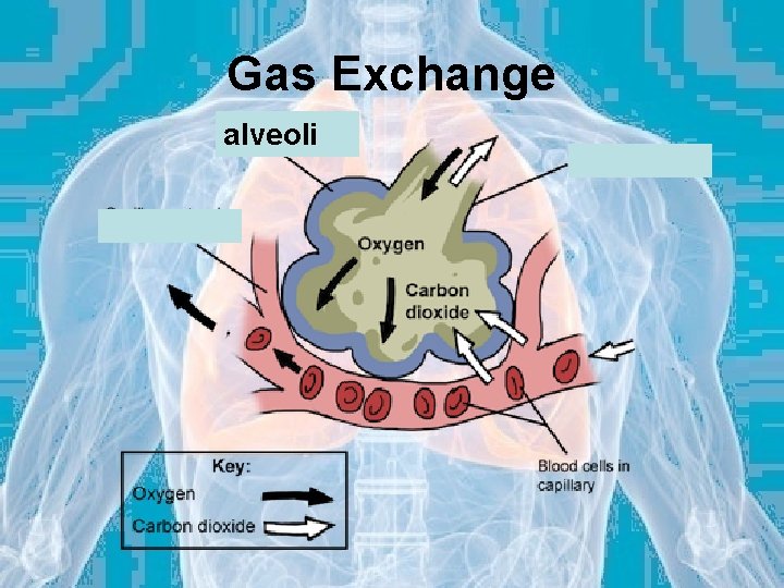 Gas Exchange alveoli 