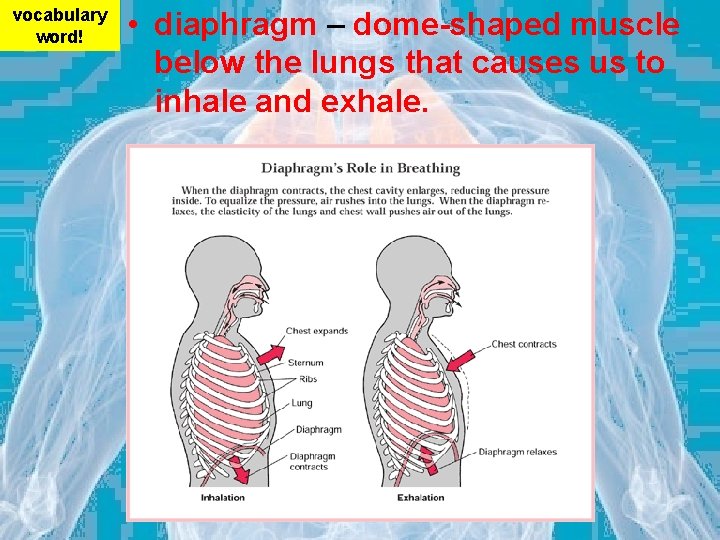 vocabulary word! • diaphragm – dome-shaped muscle below the lungs that causes us to