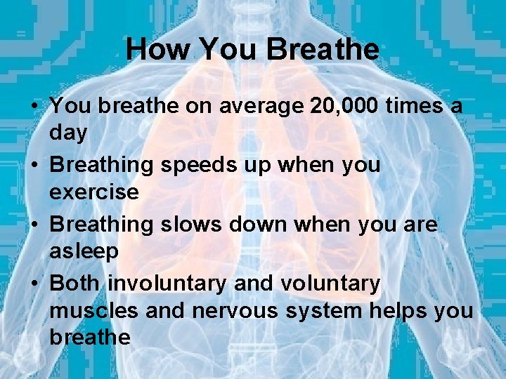 How You Breathe • You breathe on average 20, 000 times a day •