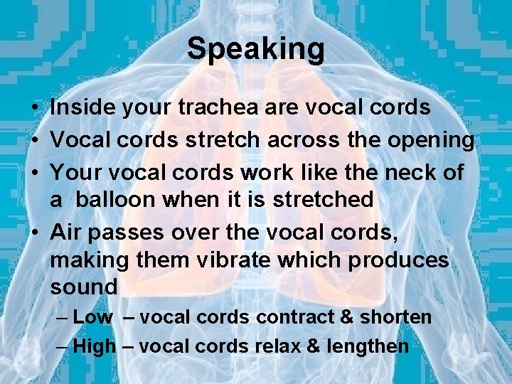 Speaking • Inside your trachea are vocal cords • Vocal cords stretch across the