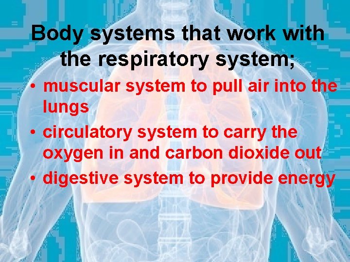 Body systems that work with the respiratory system; • muscular system to pull air